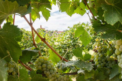 produzione di vino